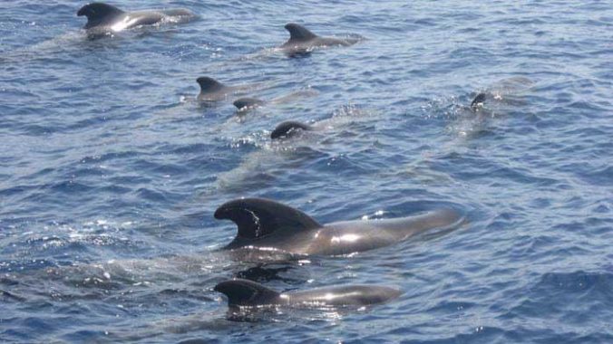 eden-catamaran-tour-tenerife (11)