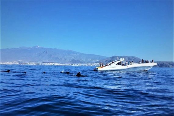 speedboat-opera-60-tenerife-private-luxury-yacht (4)